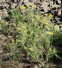 Lomatium grayi
