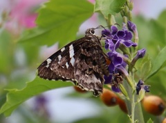 Codatractus arizonensis