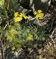 Lomatium grayi