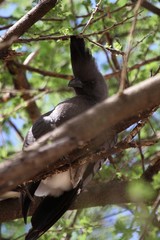 Corythaixoides leucogaster