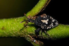 Lophoscutus ypsilon