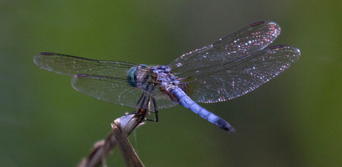 Blue Dasher photographed in Alabama