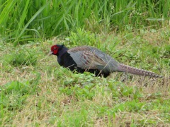Phasianus versicolor