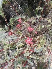 Castilleja affinis affinis