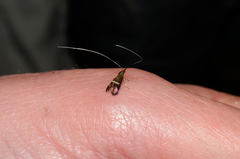 Adela australis