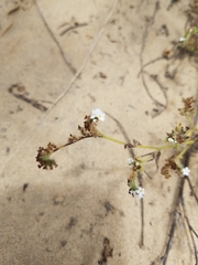 Cryptantha leiocarpa