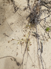 Cryptantha leiocarpa