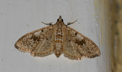 Palpita freemanalis