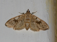 Palpita freemanalis