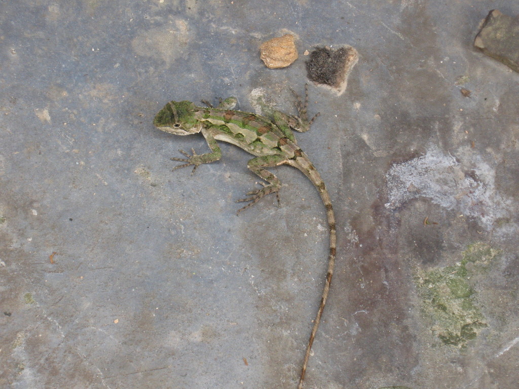 Shaanxi Mountain Agama