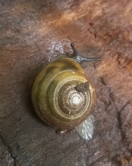 Gastrodontidae