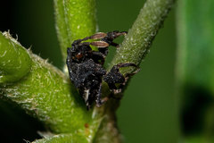 Lophoscutus ypsilon