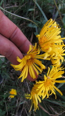Munnozia senecionidis