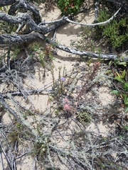 Castilleja affinis affinis