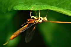 Labeninae
