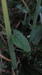 Munnozia senecionidis