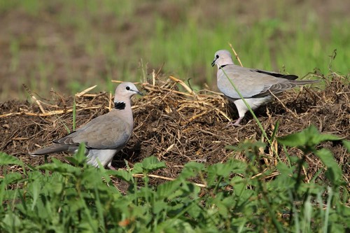 Cape Turtle Dove