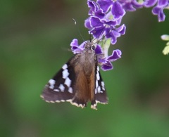 Codatractus arizonensis