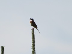 Emberiza cioides