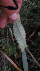 Munnozia senecionidis