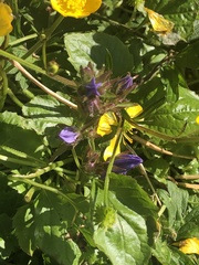 Campanula poscharskyana