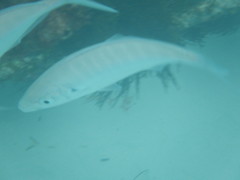 Pseudocaranx