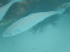 Pseudocaranx