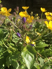Campanula poscharskyana