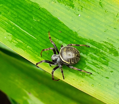Araneus granadensis