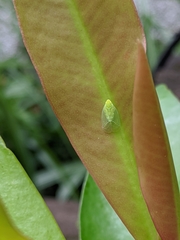 Tropiduchinae