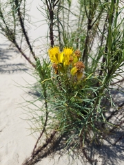 Senecio blochmaniae