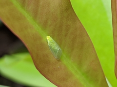 Tropiduchinae