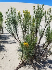 Senecio blochmaniae