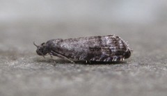 Grapholita packardi
