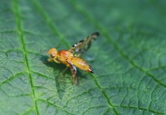 Strauzia perfecta