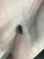 Spectralia gracilipes