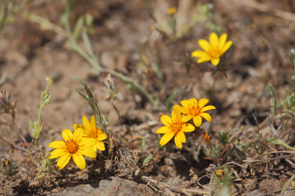 Chaetanthera ciliata