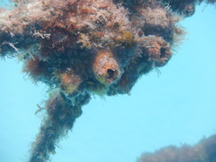 Styelidae