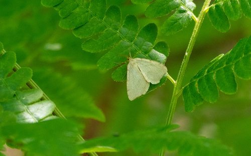 Drab Angle photo 4