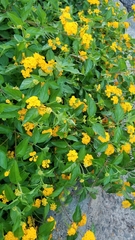 Lantana × hybrida