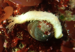 Eupentacta quinquesemita