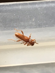 Axinopalpis gracilis