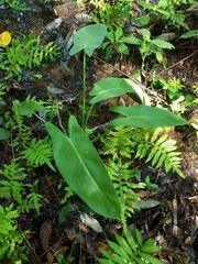 Peltandra sagittifolia