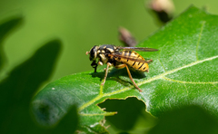 Temnostoma alternans