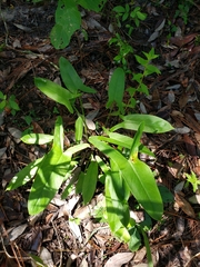 Peltandra sagittifolia