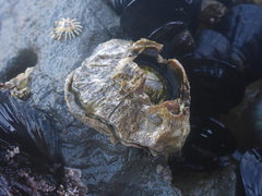 Semibalanus cariosus