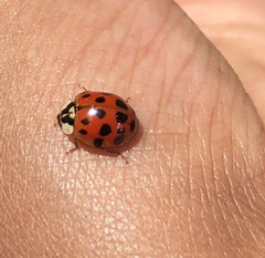 Harmonia axyridis