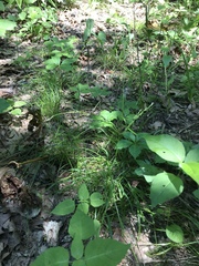 Sphenopholis intermedia