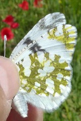 Euchloe