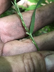 Sphenopholis intermedia